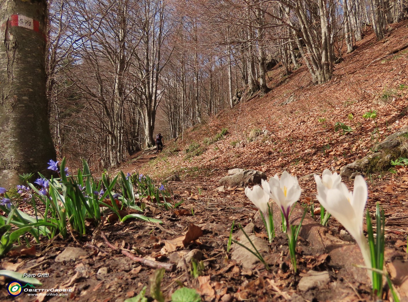 16 Crocus vernus (Zafferano maggiore) e Scilla bifolia (Scilla silvestre) sul sent. 571.JPG